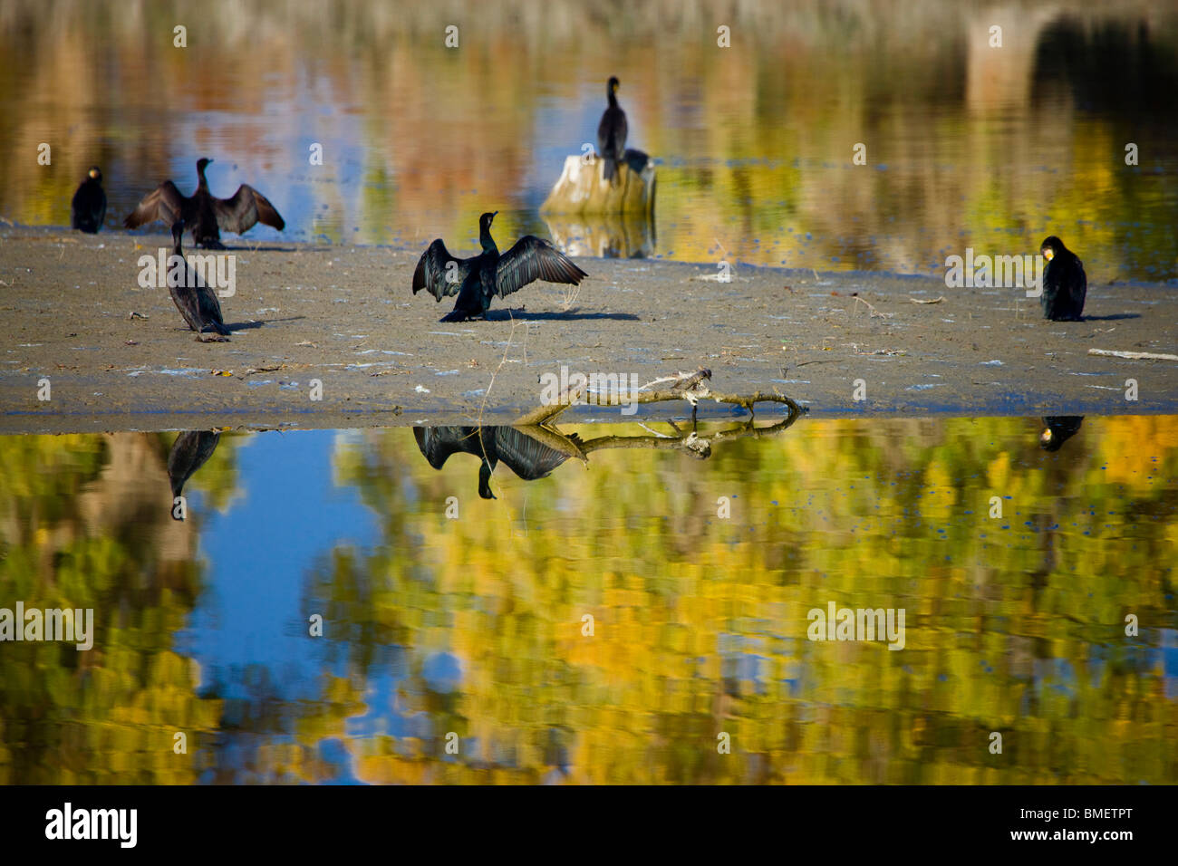 Birds rest beside Tarim River, Euphrates Poplar forest, Xayar County, Aksu Prefecture, Xinjiang Uyghur Autonomous Region, China Stock Photo