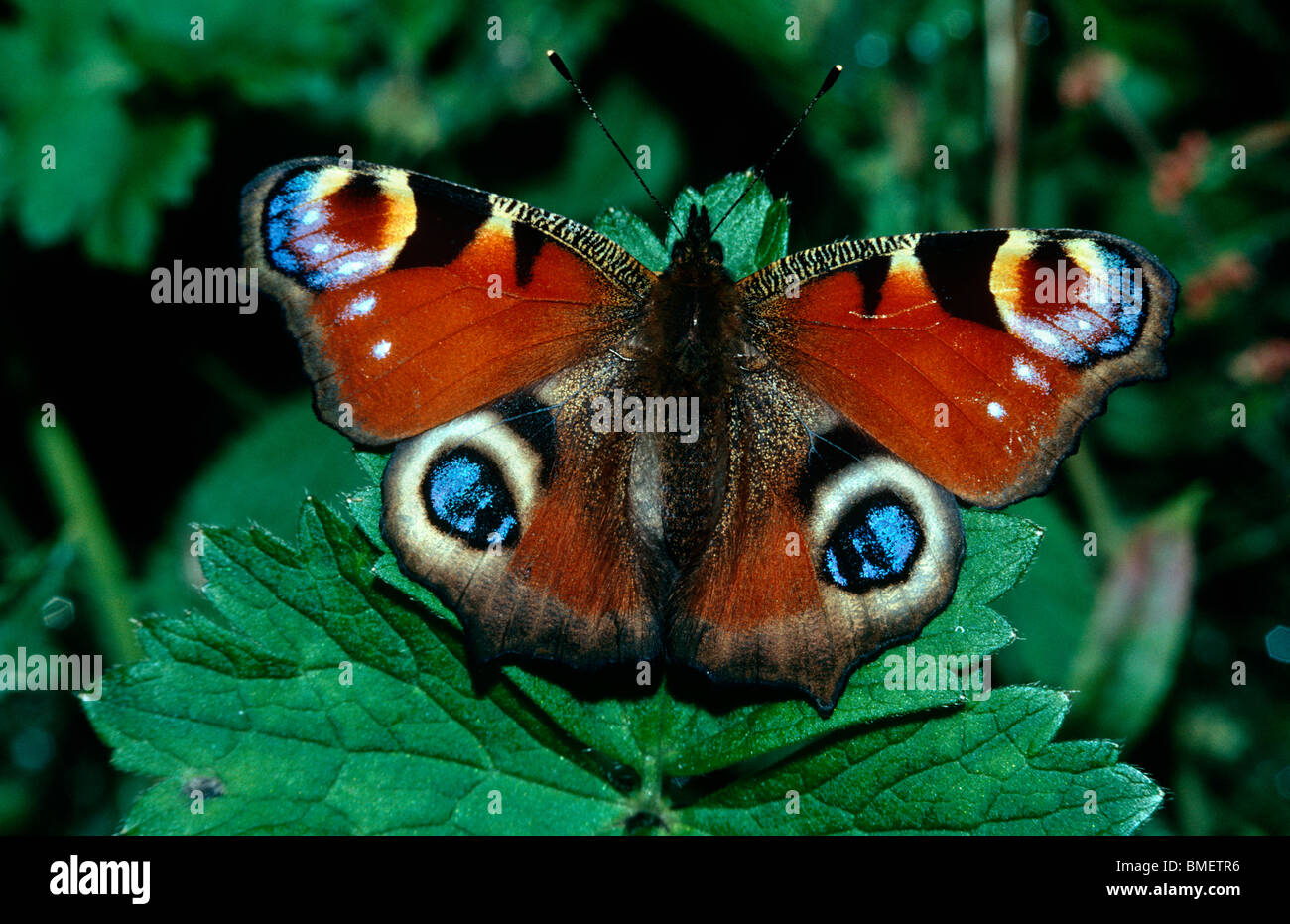 Peacock butterfly (Inachis io: Nymphalidae) flashing its eye-spots when disturbed UK Stock Photo