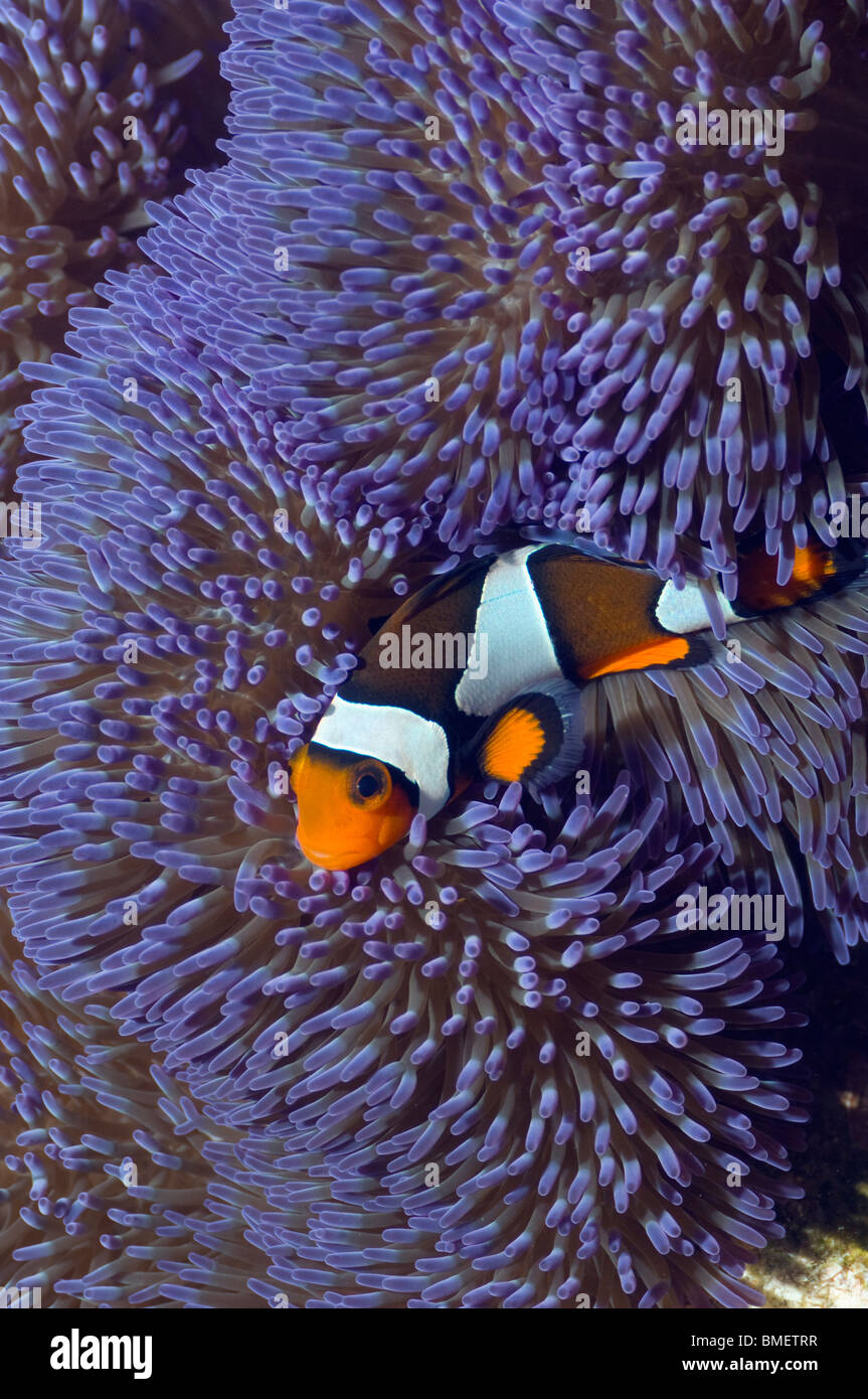 Clown anemonefish with blue variety of anemone.  Misool, Raja Ampat, West Papua, Indonesia. Stock Photo