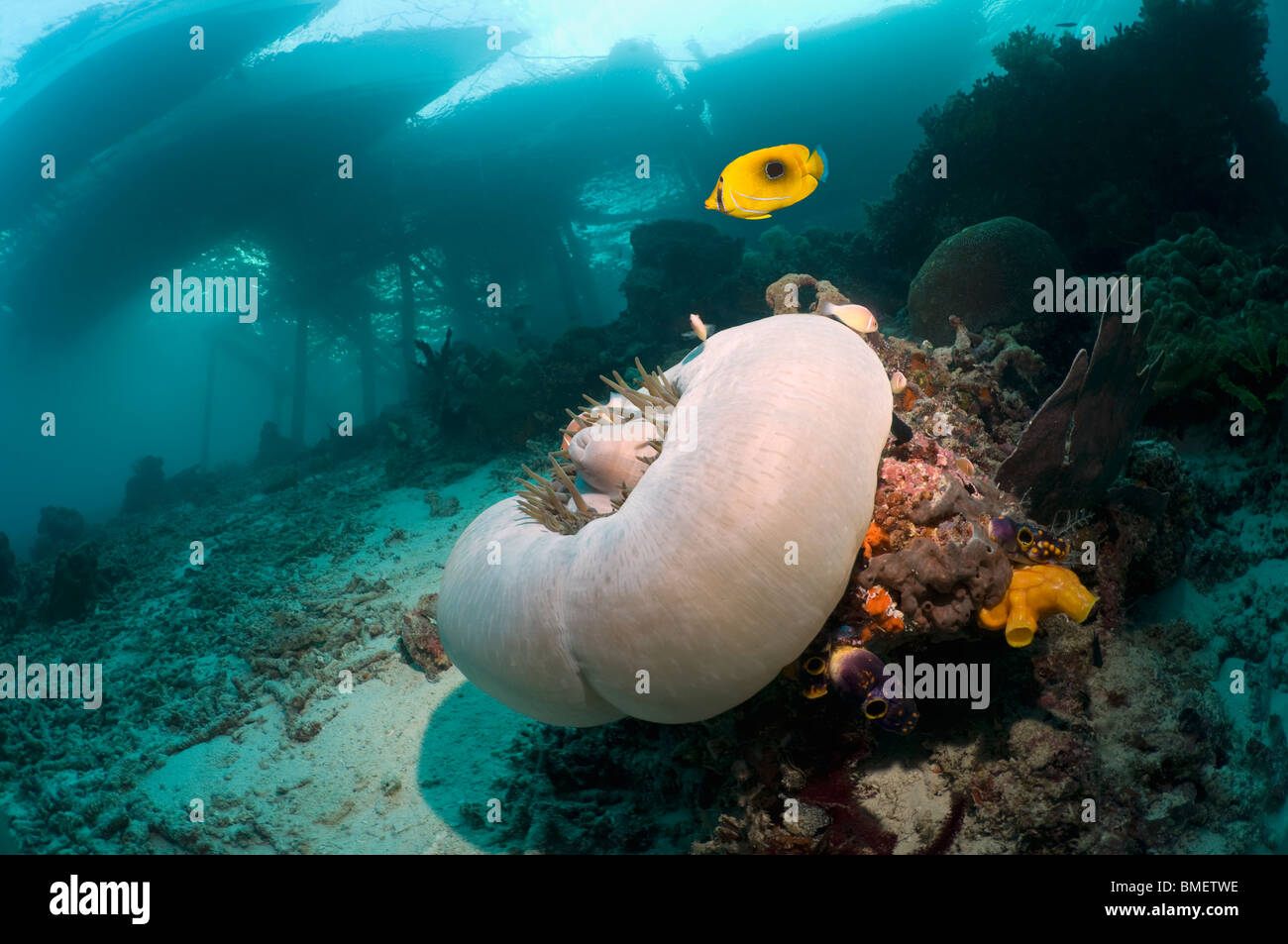 Closed-up anemone and Bennett's butterflyfish with jetty and boats in background.  Misool, Raja Ampat, West Papua, Indonesia. Stock Photo