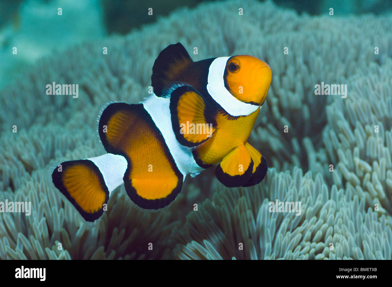 Clown anemonefish.  Misool, Raja Ampat, West Papua, Indonesia. Stock Photo