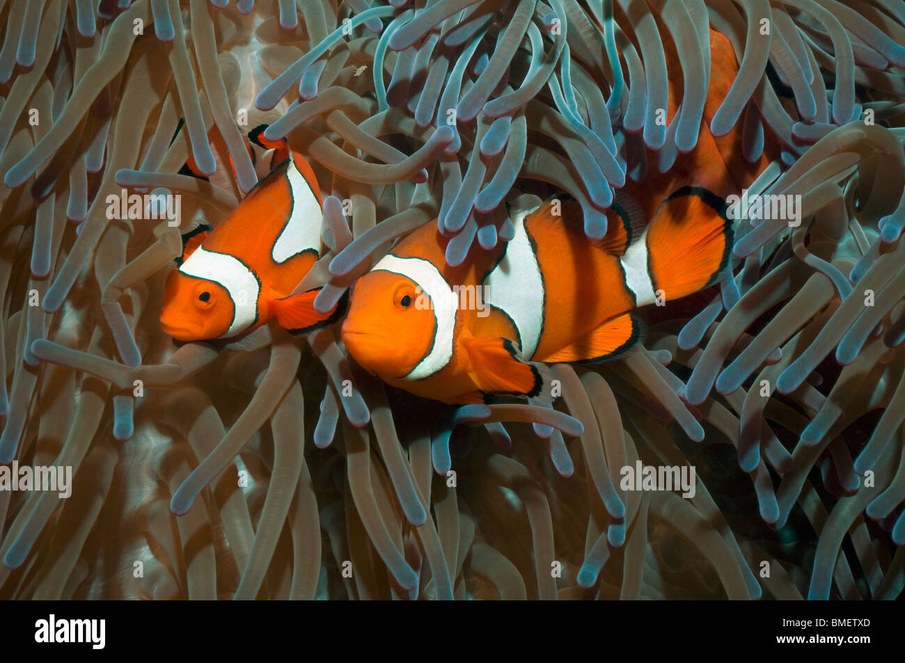 False clown anemonefish, larger female with male.  Papua New Guinea. Stock Photo