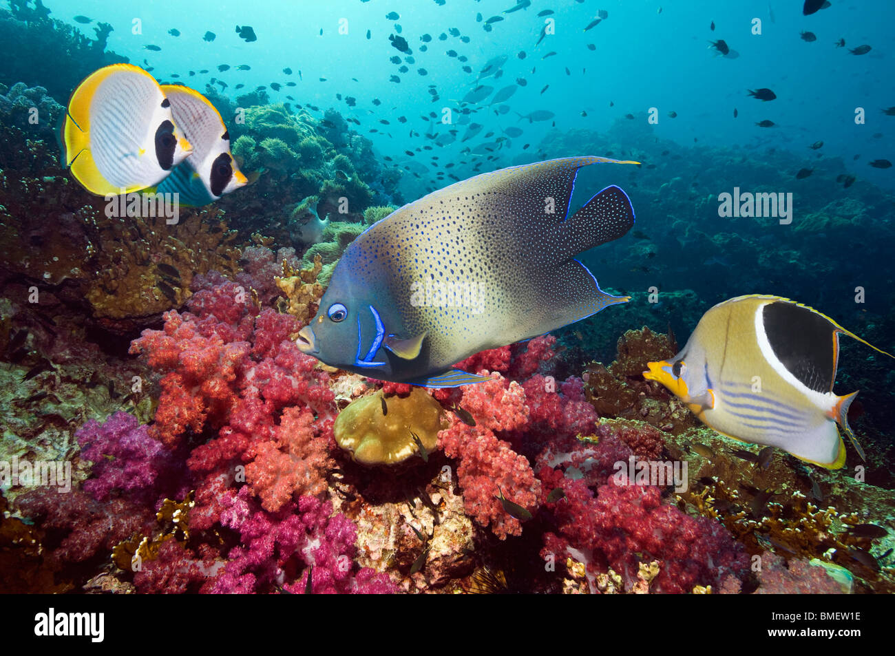 Semicircle angelfish, Saddled and Panda butterflyfish with soft corals, Misool, Raja Ampat, West Papua, Indonesia. Stock Photo