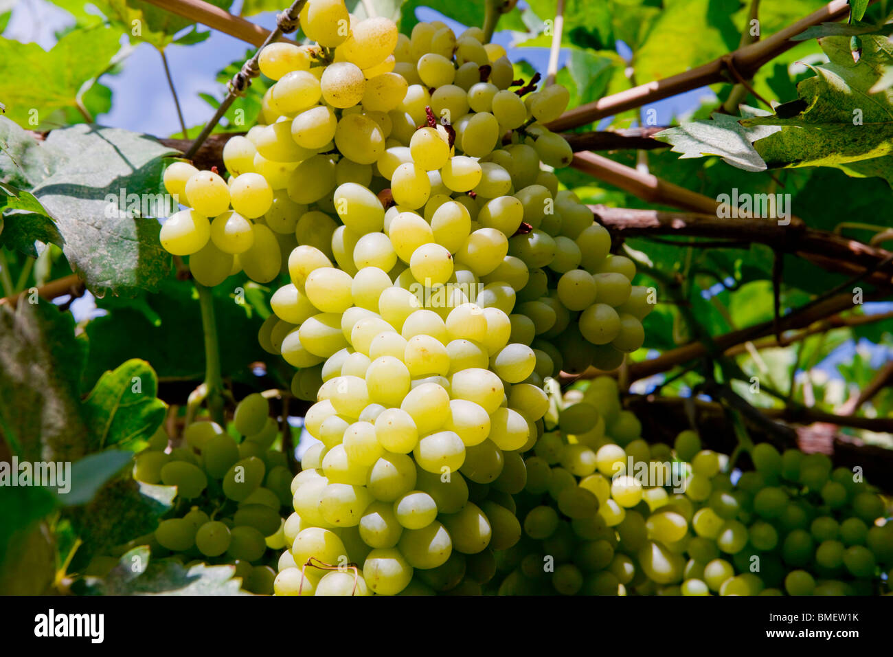 Close-up of grapes, Grape Valley, Turpan city, Turpan Prefecture, Xinjiang Uyghur Autonomous Region, China Stock Photo