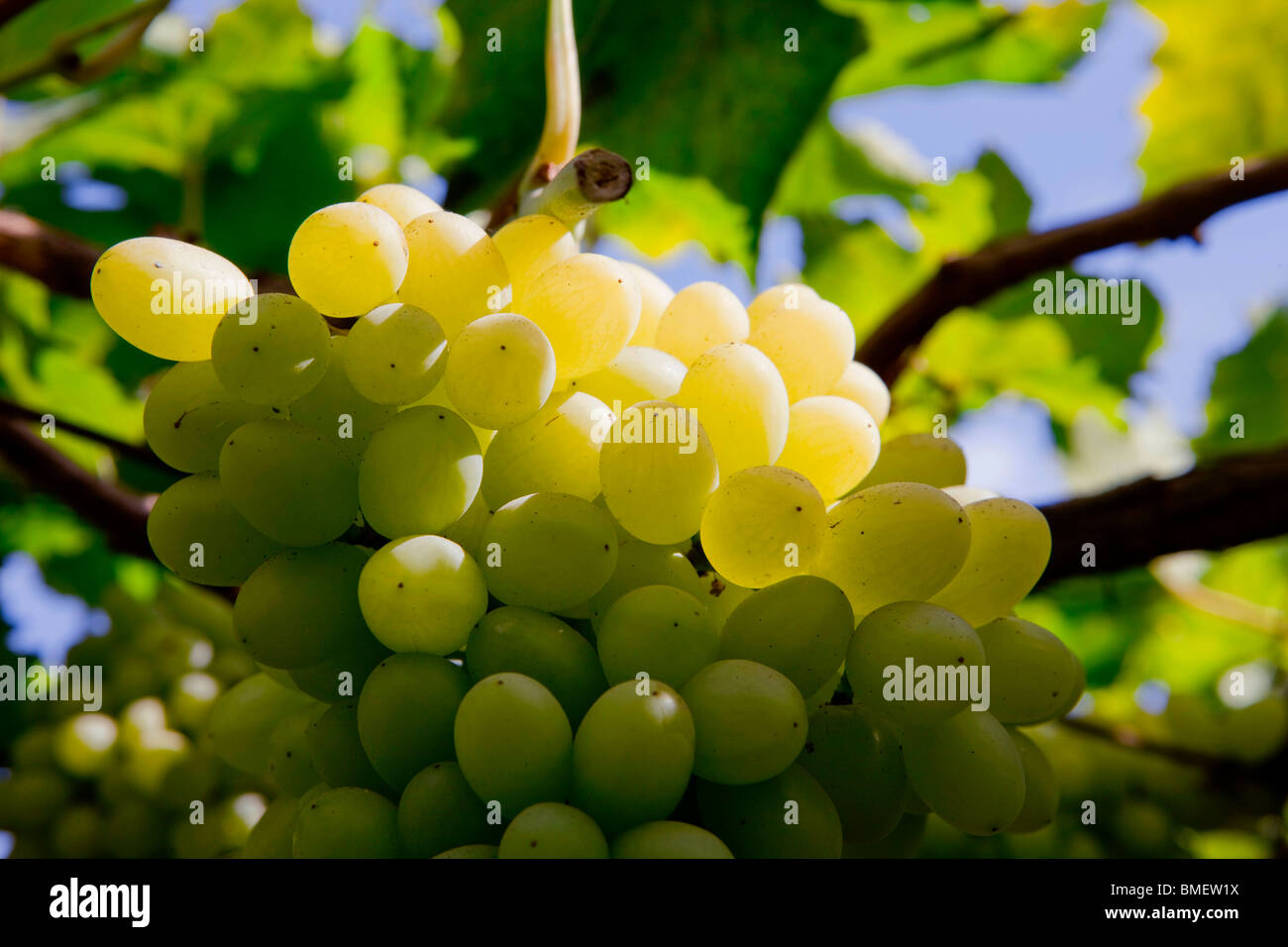 Close-up shot of grapes, Grape Valley, Turpan city, Turpan Prefecture, Xinjiang Uyghur Autonomous Region, China Stock Photo
