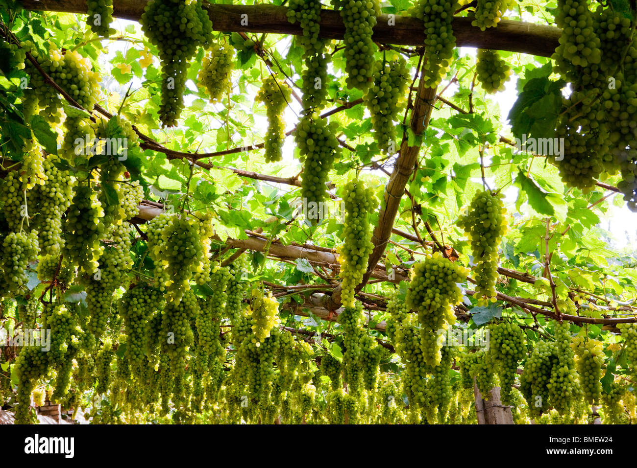Grapes in grapery, Grape Valley, Turpan city, Turpan Prefecture, Xinjiang Uyghur Autonomous Region, China Stock Photo