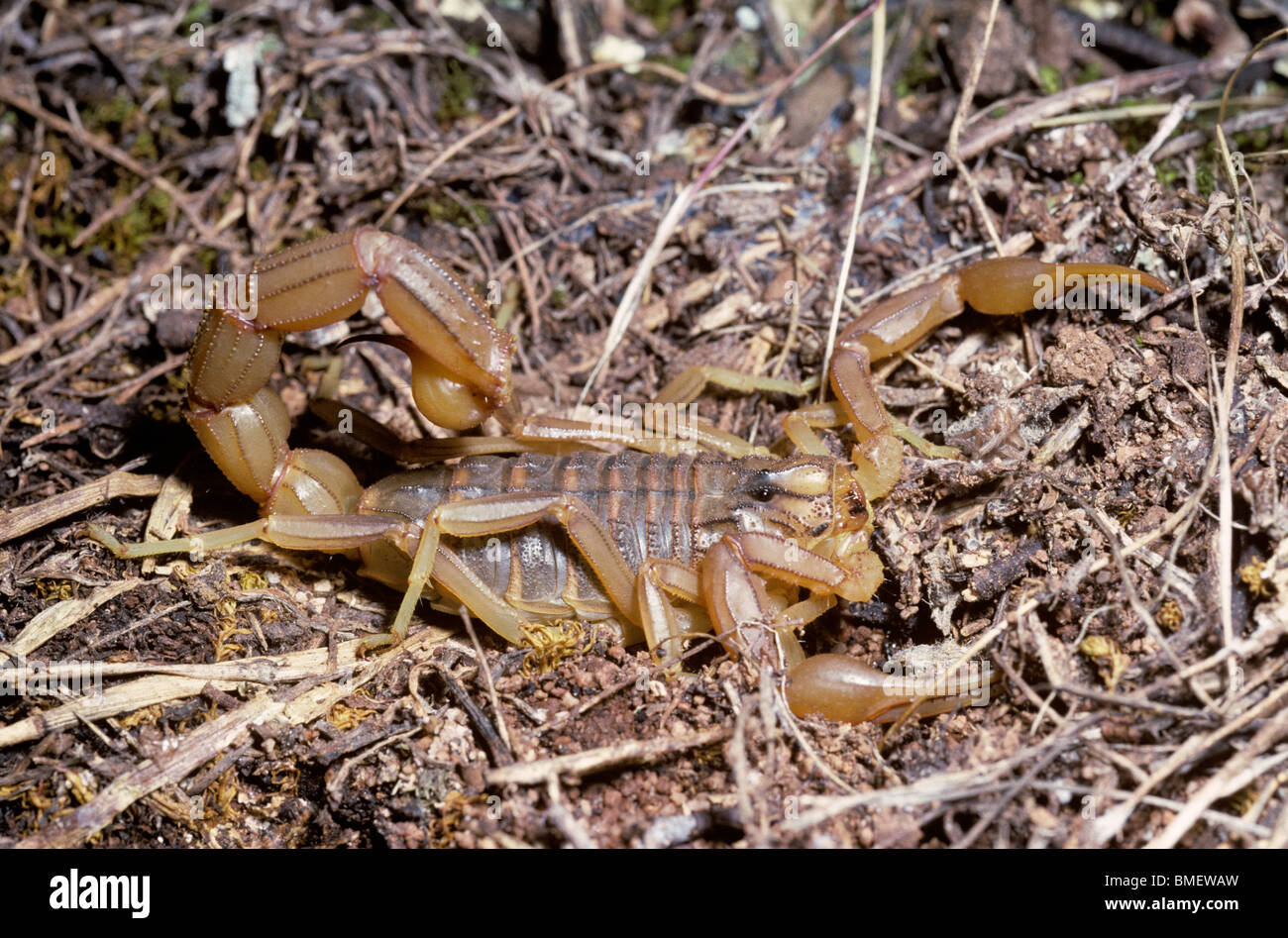 Scorpion (Buthus occitanus: Buthidae), with an unpleasant sting, which normally spends daylight hours under stones, Spain Stock Photo