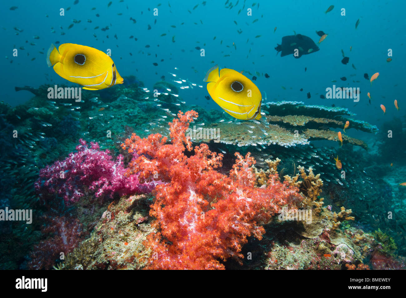 Bennett's butterflyfish swimming over soft corals on reef.  Misool, Raja Empat, West Papua, Indonesia. Stock Photo