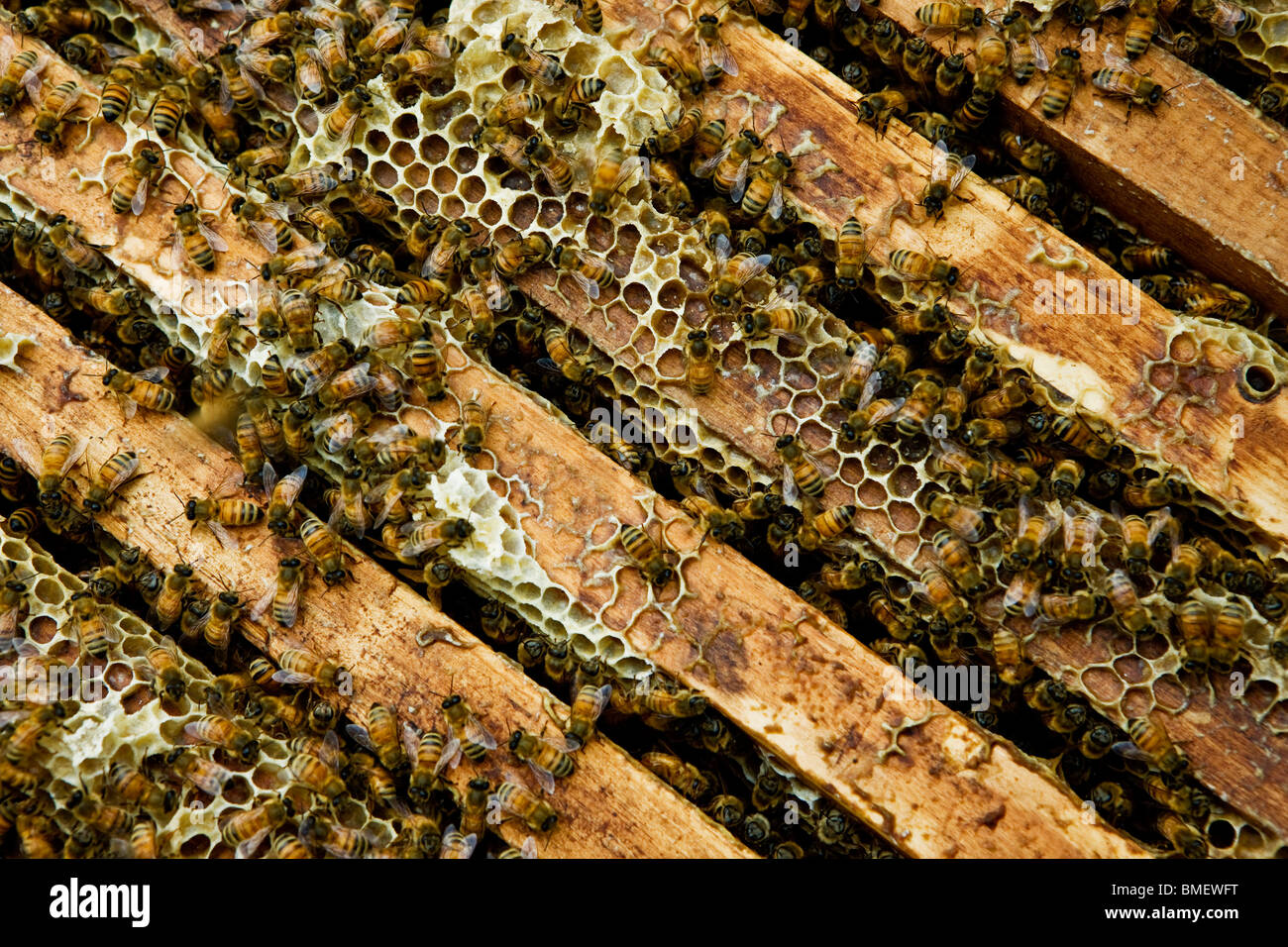 Honey bees building bee hive, Künes County, Ili Kazakh Autonomous Prefecture, Xinjiang Uyghur Autonomous Region, China Stock Photo