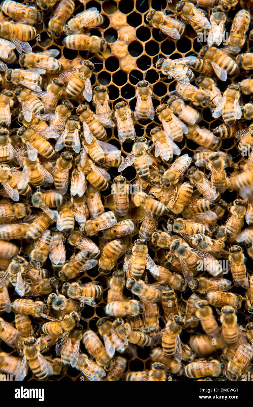 Honey bee on bee hive, Künes County, Ili Kazakh Autonomous Prefecture, Xinjiang Uyghur Autonomous Region, China Stock Photo