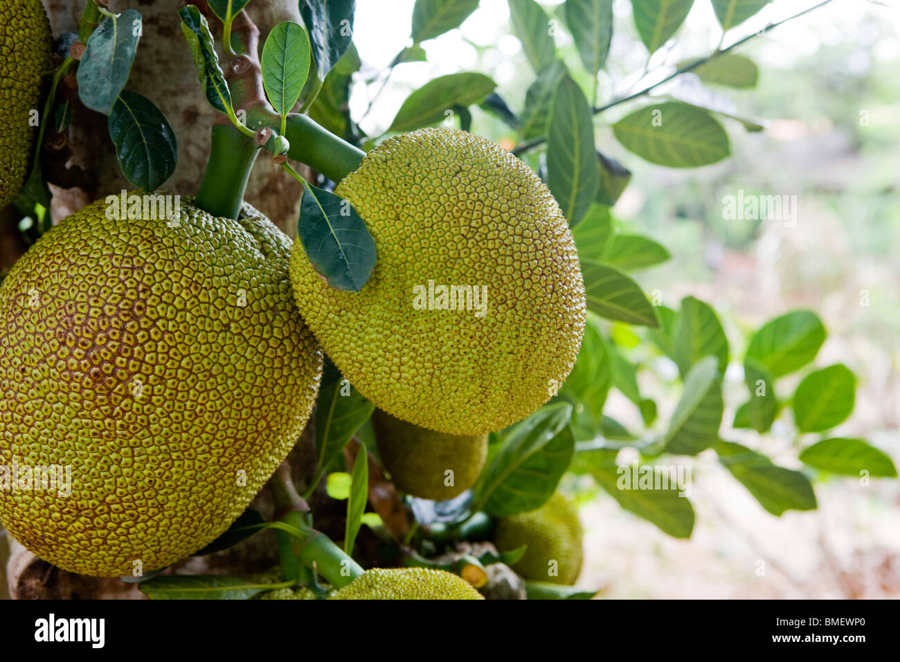 Close-up of Jackfruit, China Stock Photo
