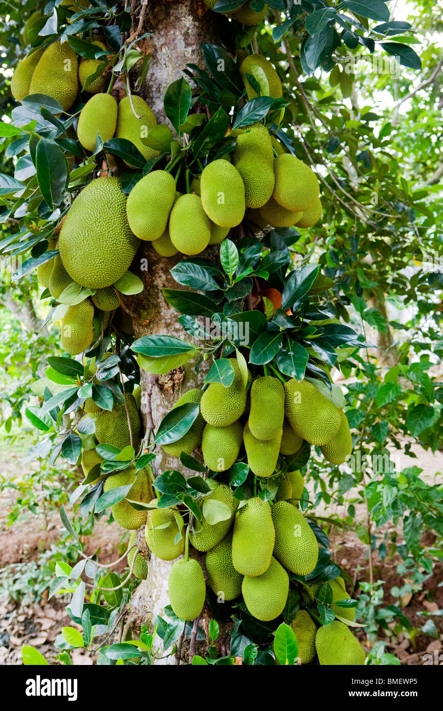 Jackfruit tree, China Stock Photo