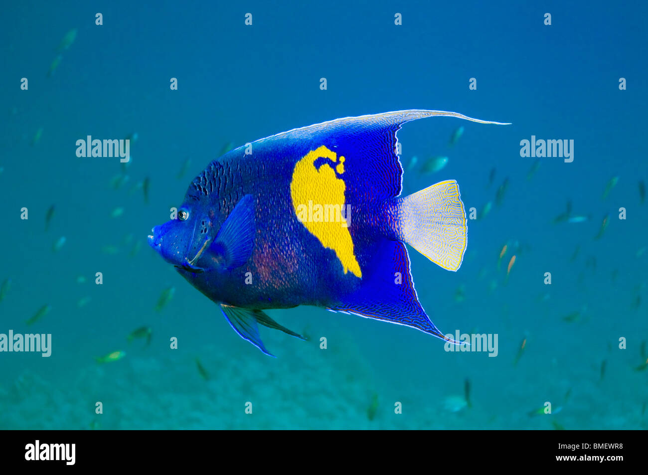 Yellowbar angelfish.  Egypt, Red Sea. Stock Photo