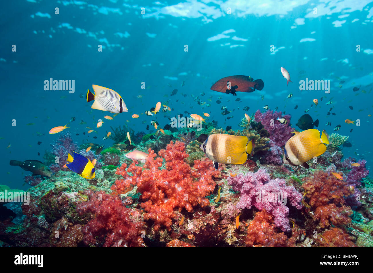 Klein's butterflyfish swimming over coral reef with soft corals.  Andaman Sea, Thailand. Stock Photo