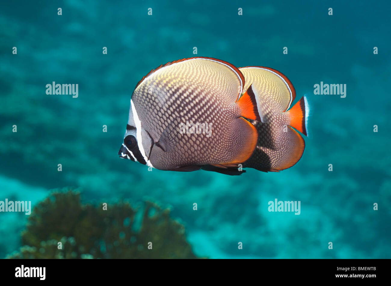 Redtail or Collared butterflyfish.  Andaman Sea, Thailand. Stock Photo
