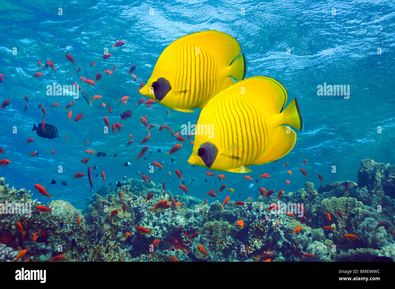 Golden butterflyfish with Lyretail anthias or Goldies over coral reef.  Egypt, Red Sea. Stock Photo