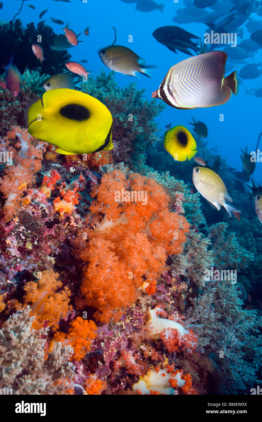Ovalspot butterflyfish and Eastern triangle butterflyfish over coral reef with soft corals.  Indonesia. Stock Photo