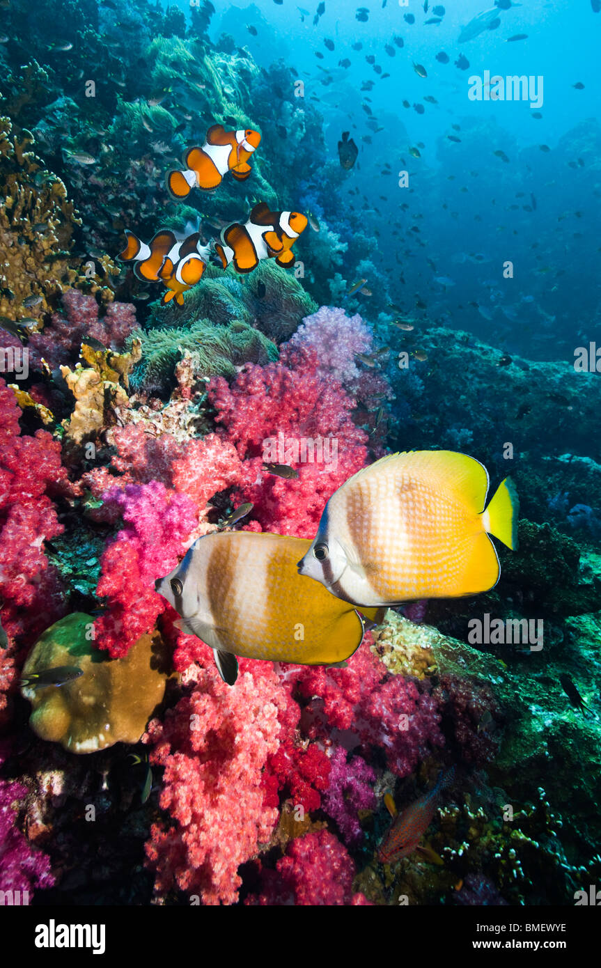 Klein's butterflyfish swimming over coral reef with soft corals and Clown anemonefish.  Andaman Sea, Thailand. Stock Photo