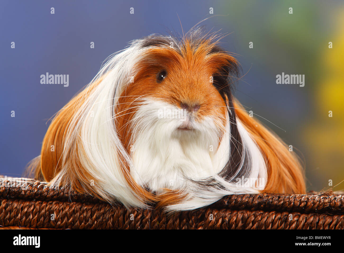 Guinea Pig, tortoiseshellandwhite Stock Photo Alamy