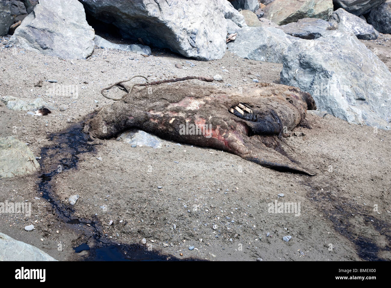 Mature Sea Lion decaying on beach, California Stock Photo