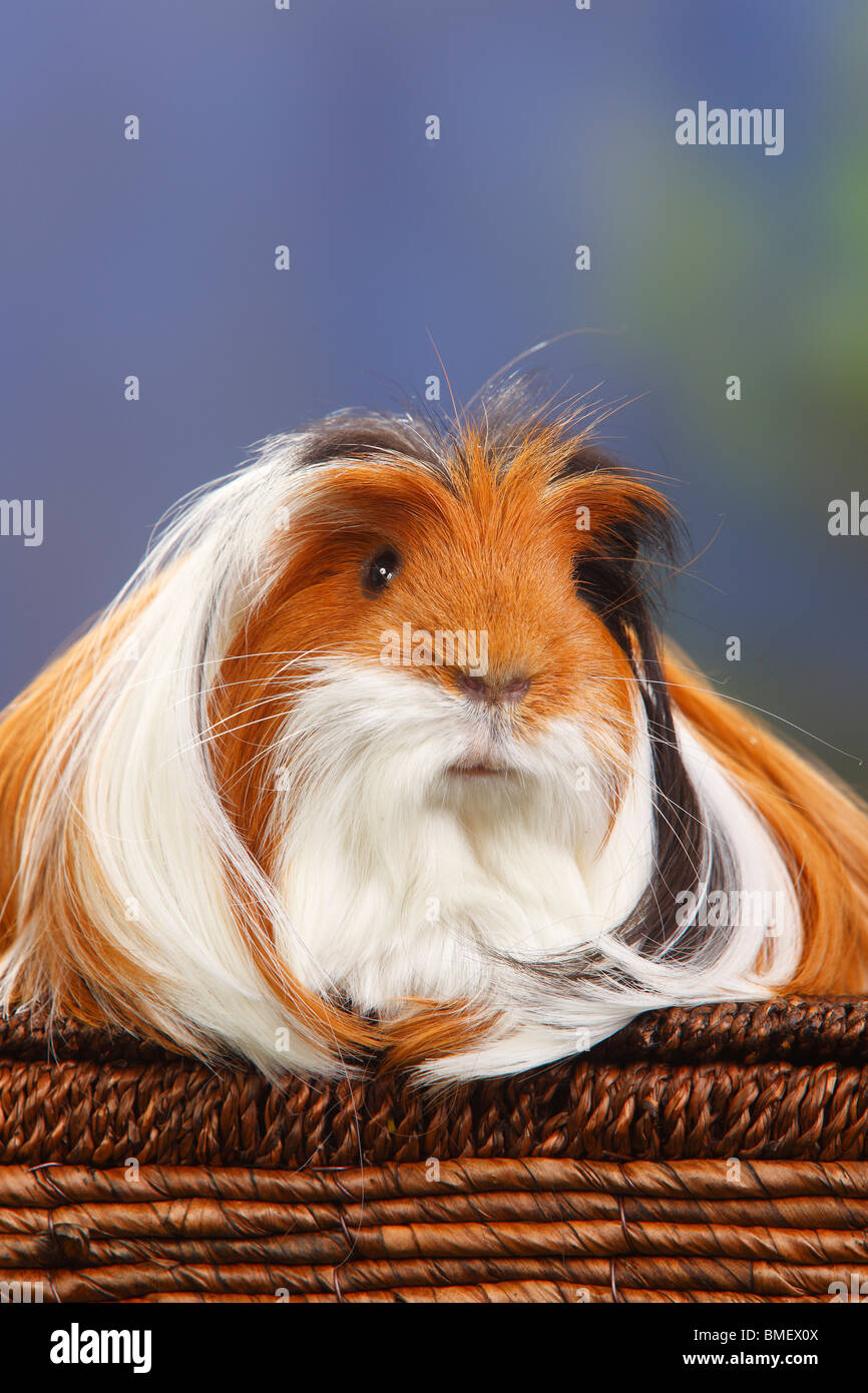 Guinea Pig, tortoiseshellandwhite Stock Photo Alamy