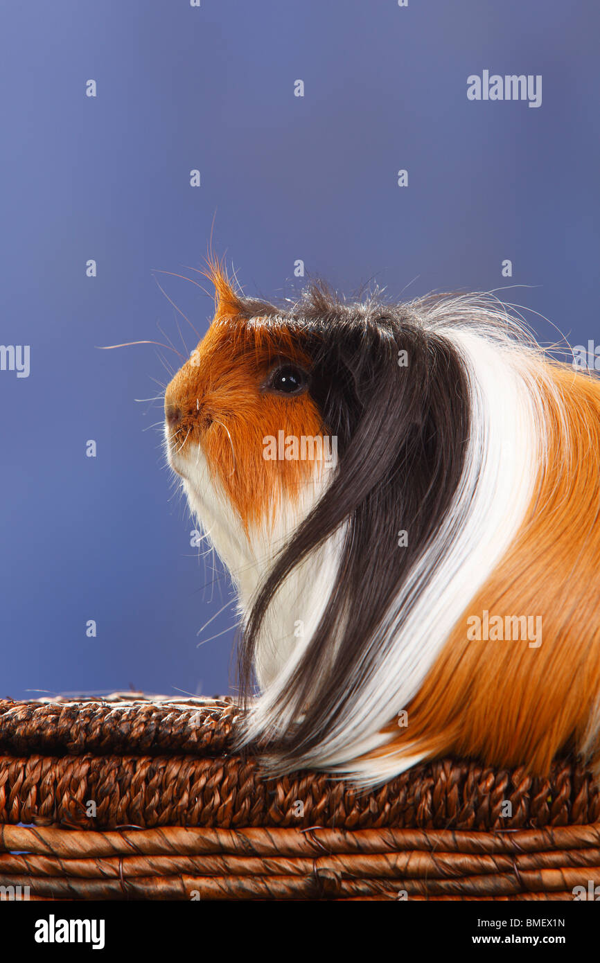 Guinea Pig, tortoiseshellandwhite / side, profile Stock Photo