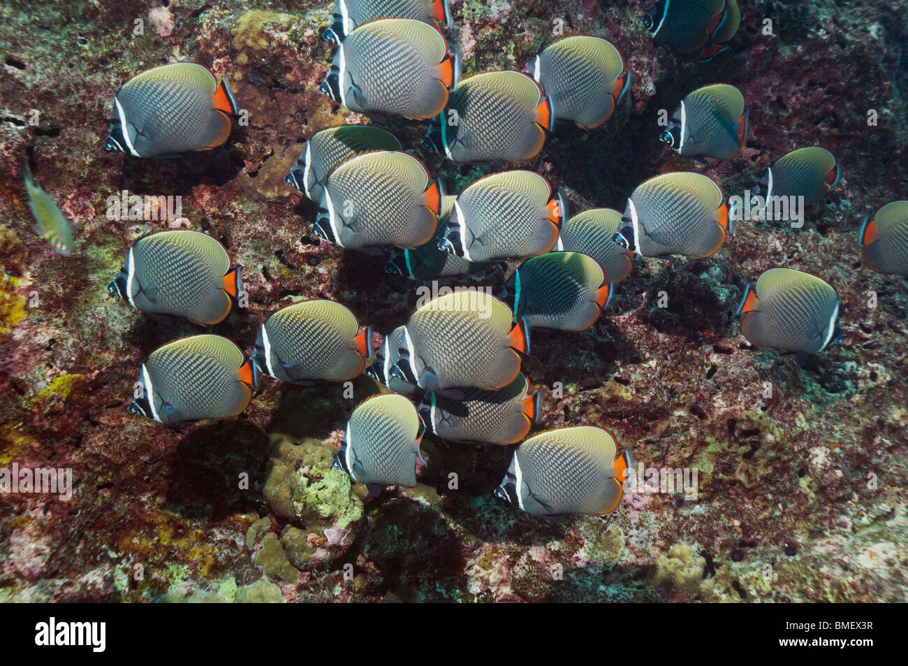 Redtail or Collared butterflyfish.  Andaman Sea, Thailand. Stock Photo