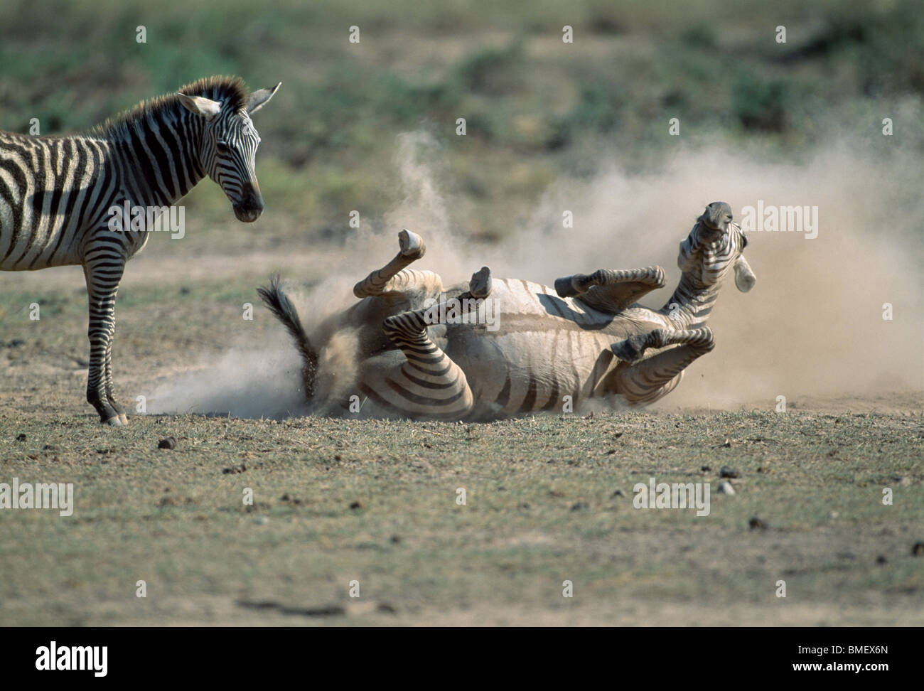 Zebra rolling in the dust, her calf looking on, Amboseli, Kenya Stock Photo