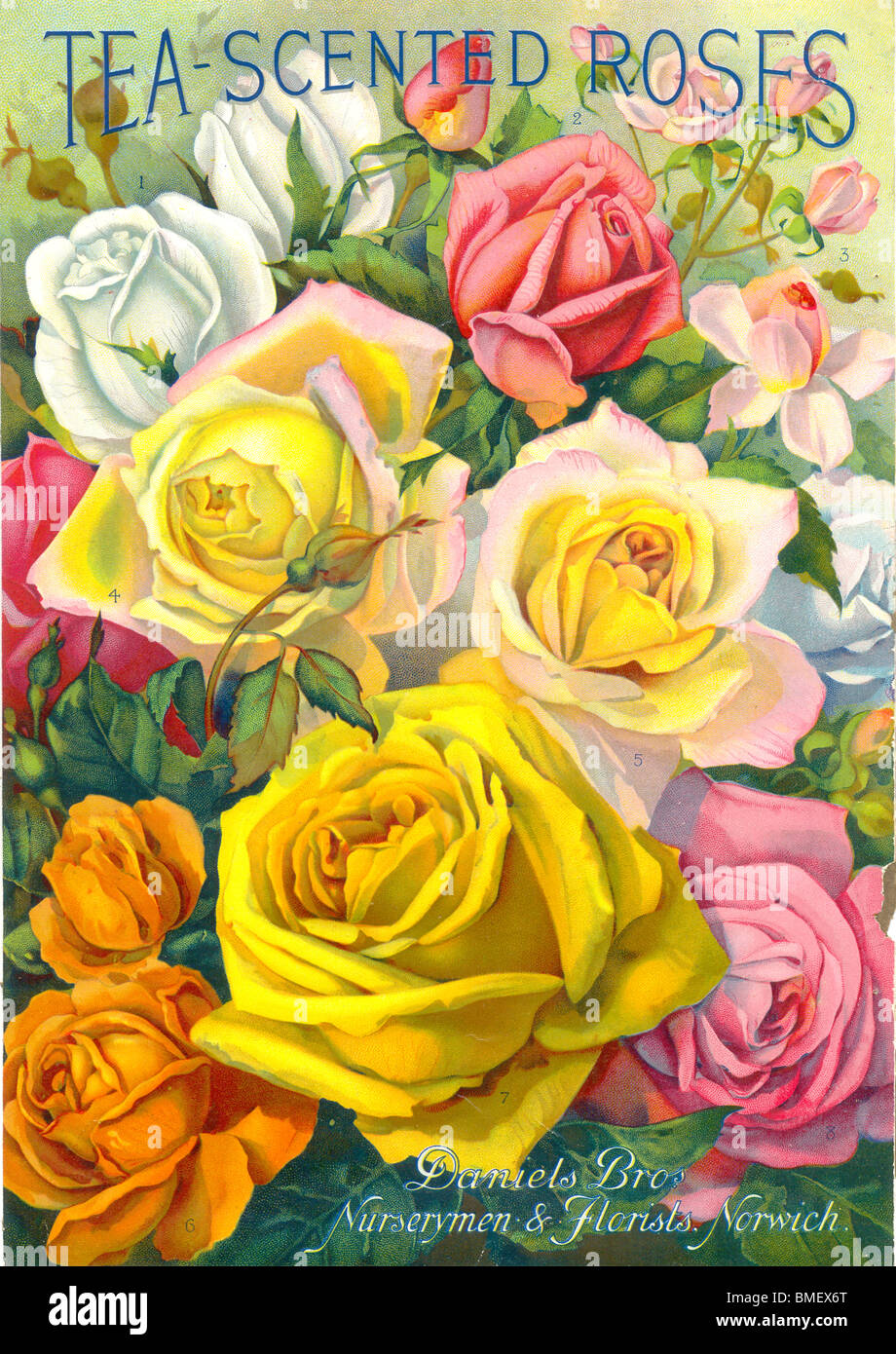 TeaScented Roses from Daniels Bros. Nursery, Norwich Stock Photo Alamy