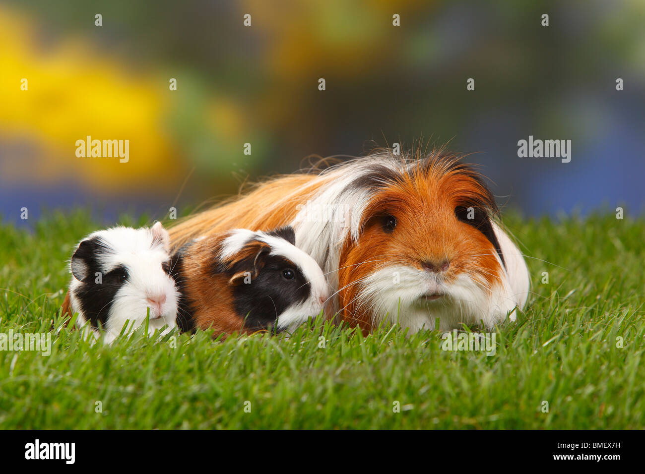 Guinea Pig, tortoiseshellandwhite, with youngs Stock Photo