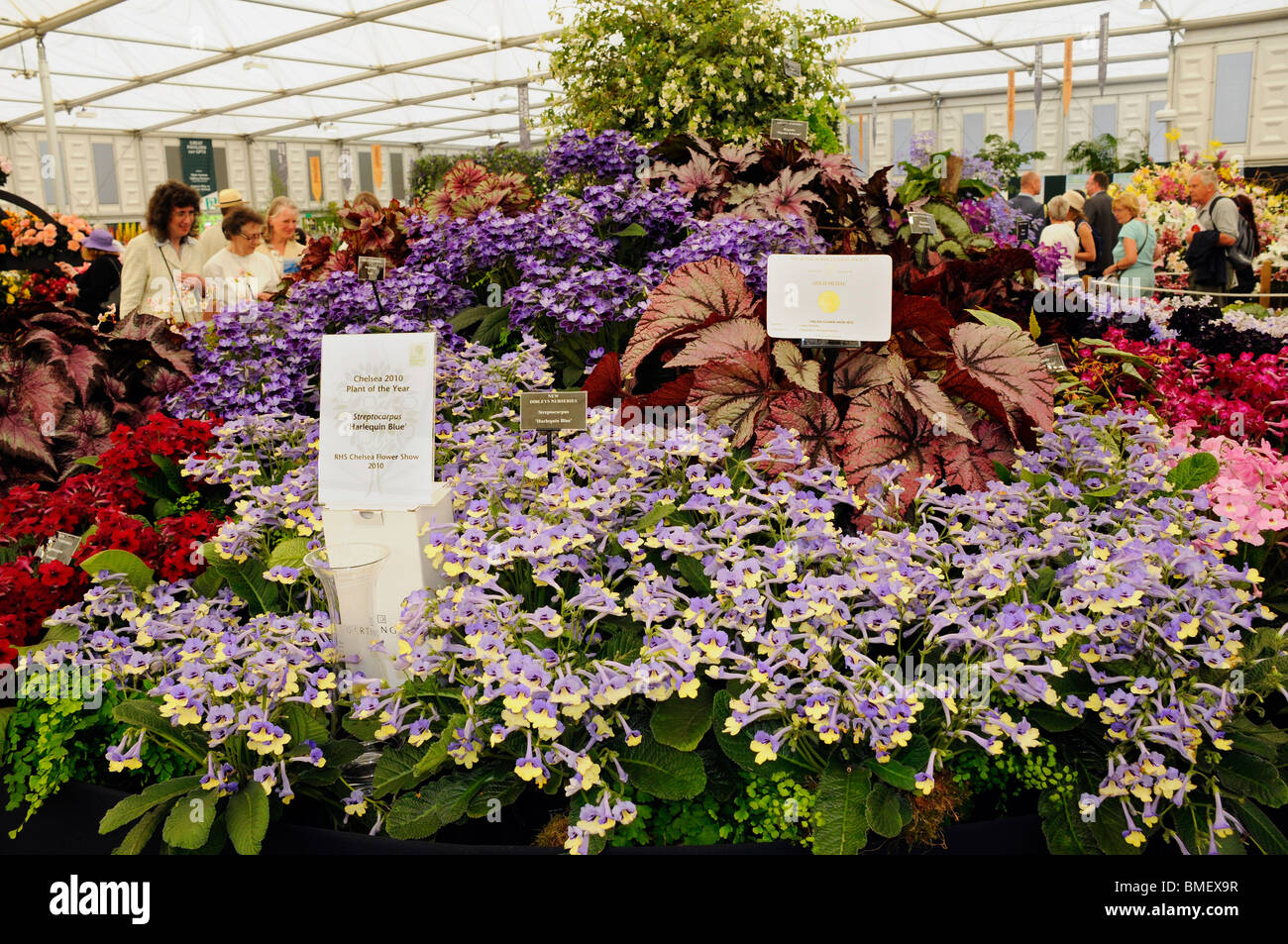 The Harlequin Blue - Streptocarpus, the Chelsea 2010 Plant of the Year at the Chelsea Flower Show 2010 Stock Photo
