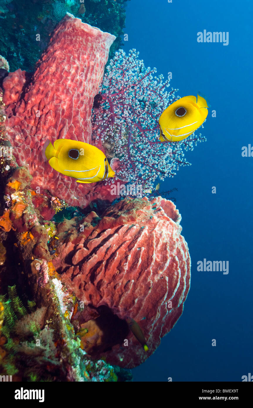 Bennett's butterflyfish swimming past sponges on coral reef.  Bali, Indonesia. Stock Photo