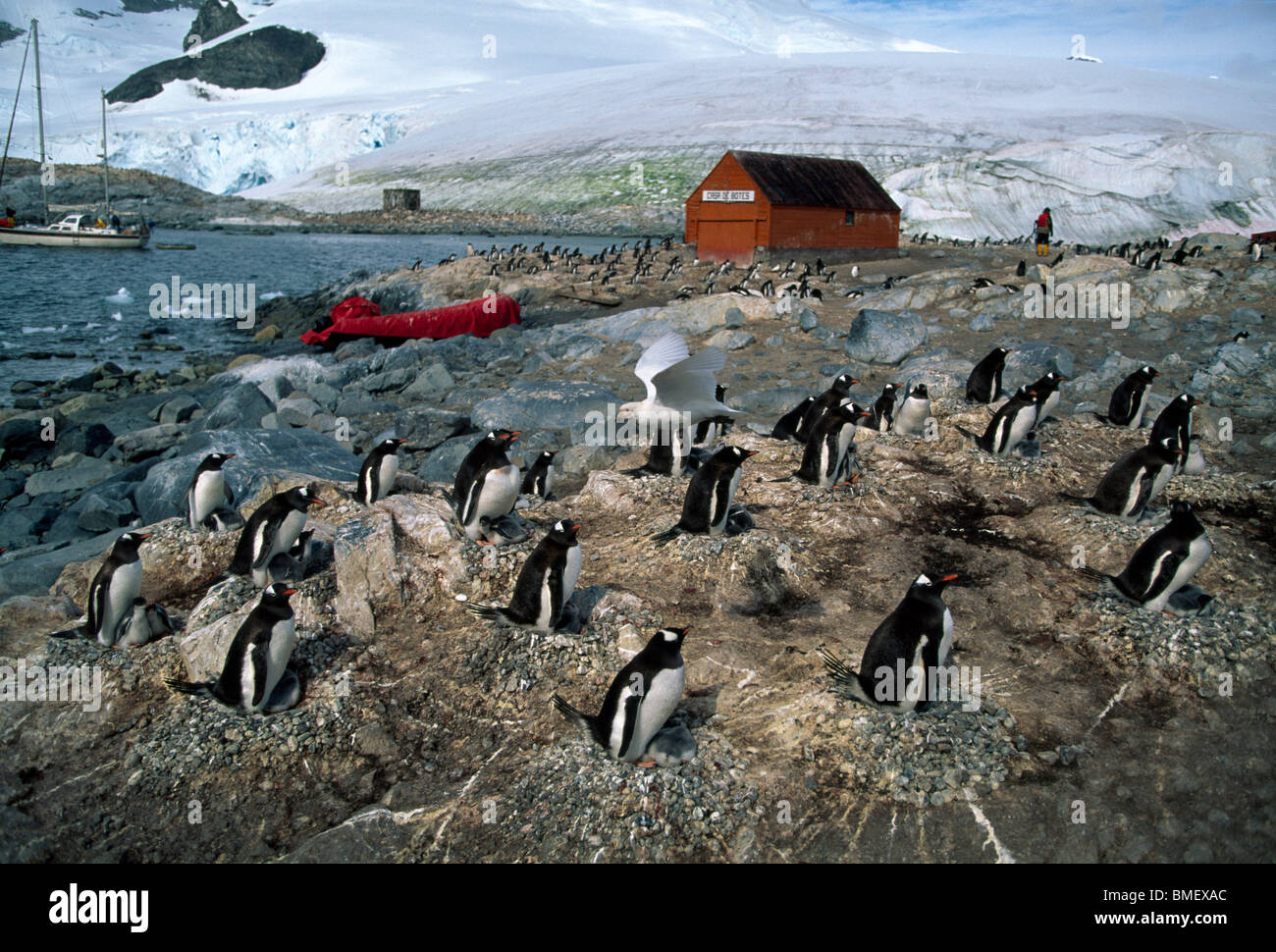 Gentoo penguins nesting adjacent to research station, Antarctica Stock Photo