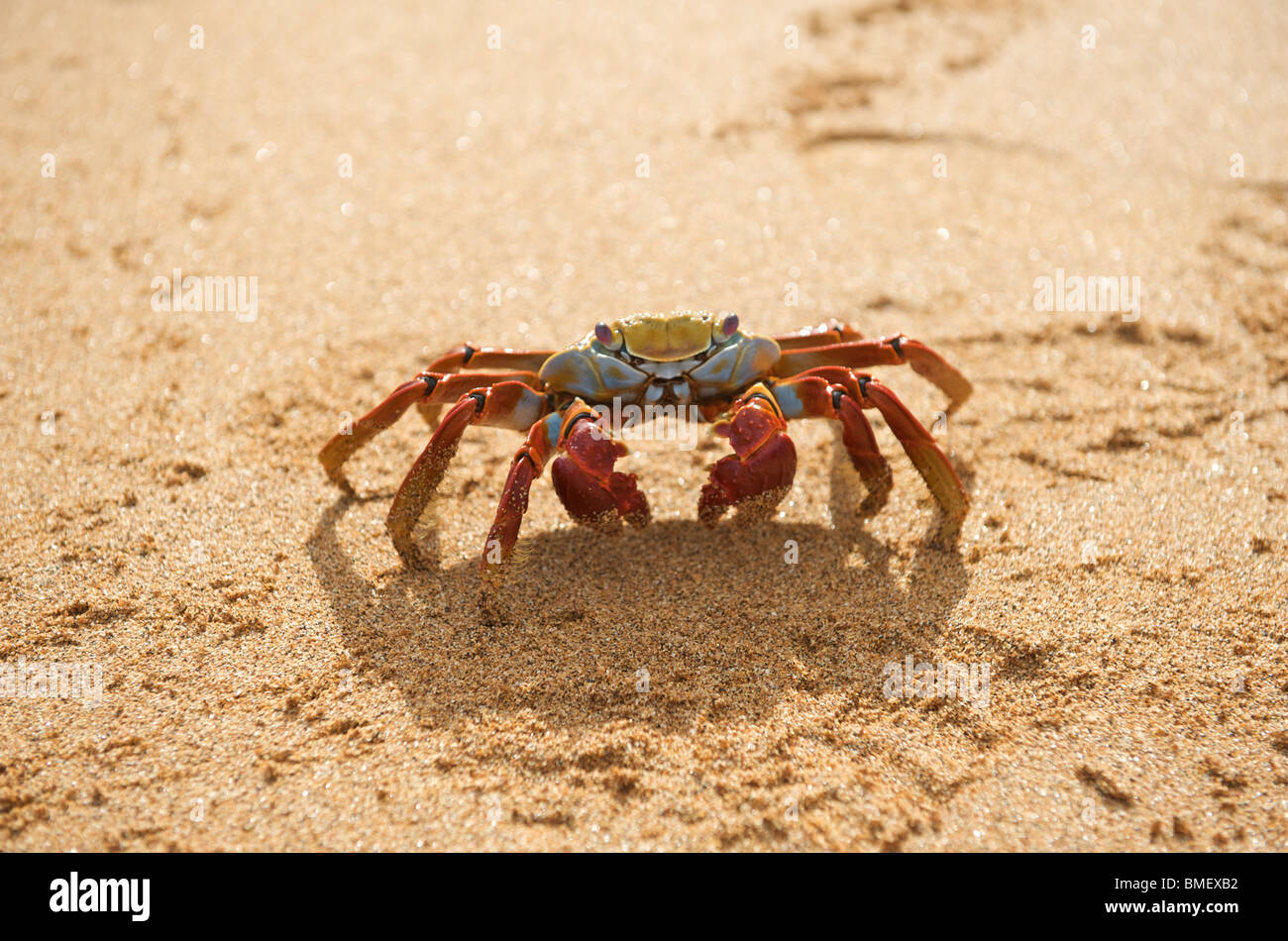 Sally Lightfoot Crab, (Red Rocks Crab) walking on beach.  Bartolome Island, Galapagos Islands, Pacific. Stock Photo