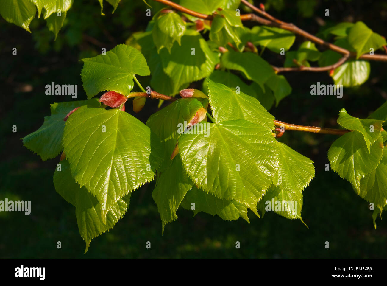 Leaves of Small leaved Lime tree Stock Photo