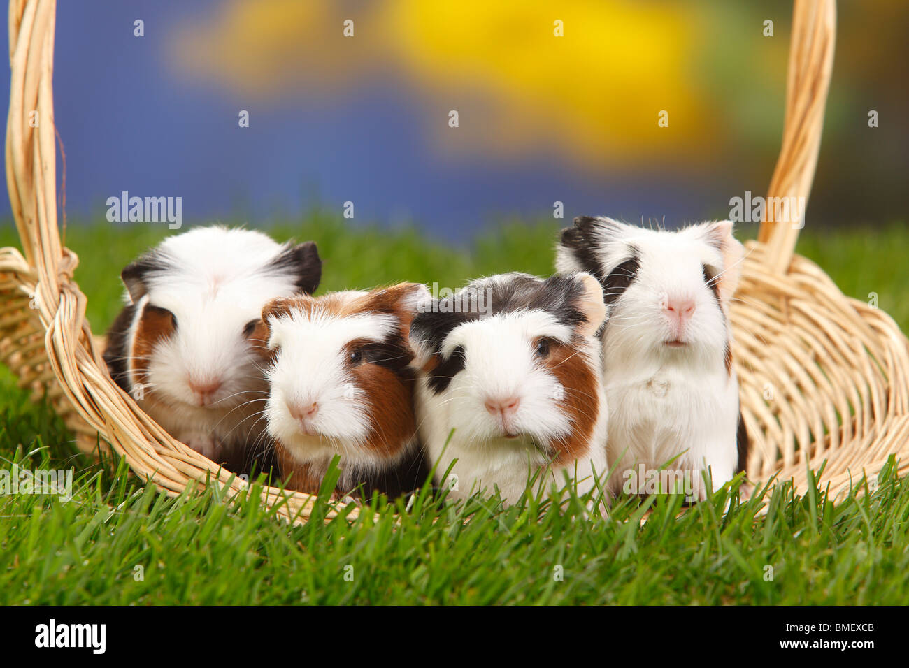 Guinea Pigs, tortoiseshellandwhite, youngs Stock Photo Alamy