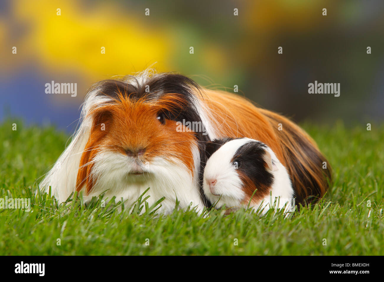 Guinea Pig, tortoiseshellandwhite, with young Stock Photo Alamy