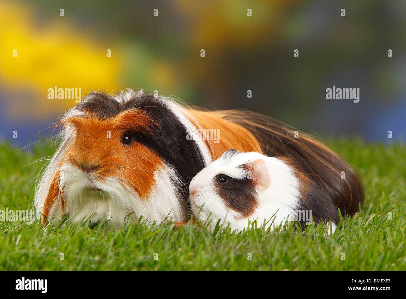 Guinea Pig, tortoiseshellandwhite, with young Stock Photo Alamy