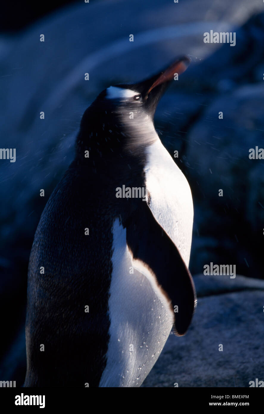 Gentoo penguin shaking head, Peterman Island, Antarctica Stock Photo