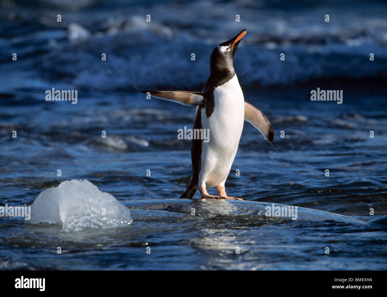 Gentoo penguin shaking off water, Peterman Island, Antarctica Stock Photo