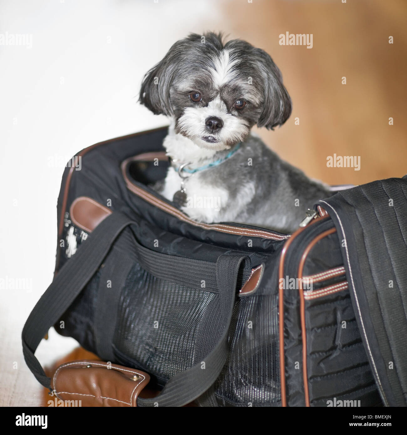 Maltese Shih Tzu High Resolution Stock Photography and Images Alamy