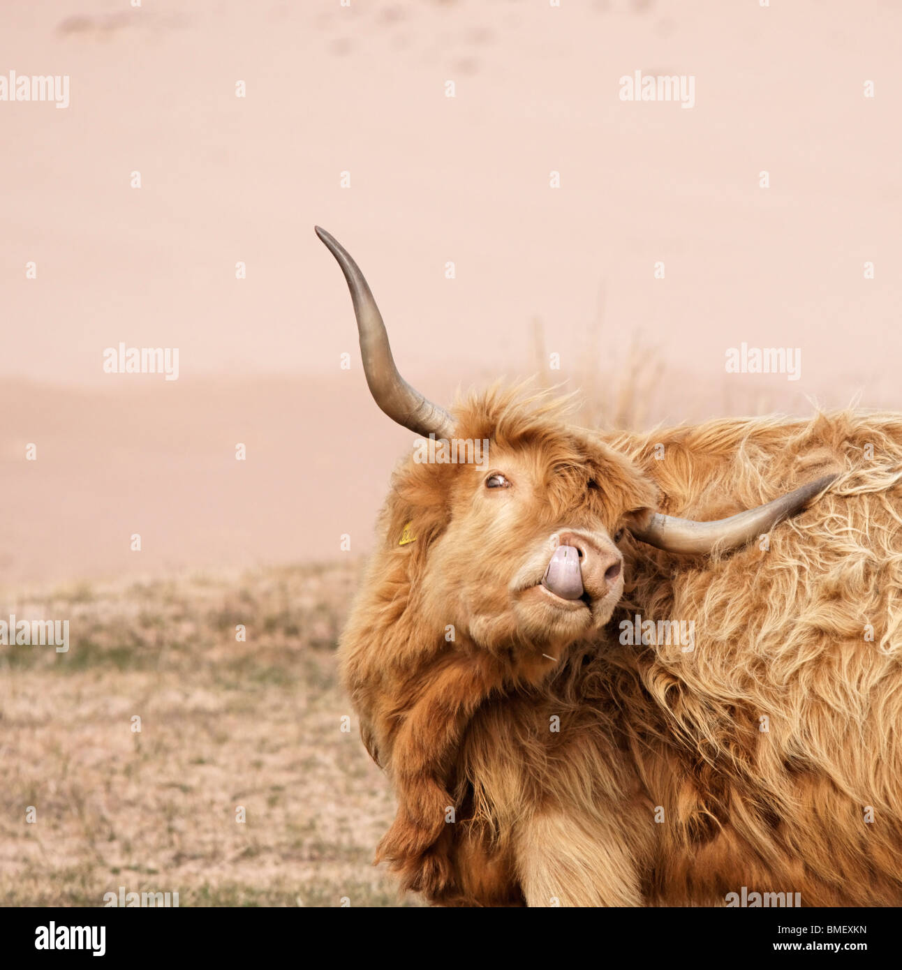 Highland cow scratching herself with her horn and licking her nose. Stock Photo