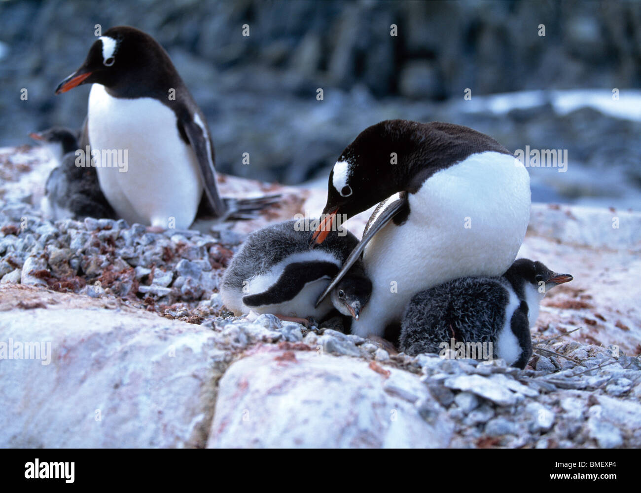 Gentoo penguins with chicks, Wiencke Island, Antarctica Stock Photo