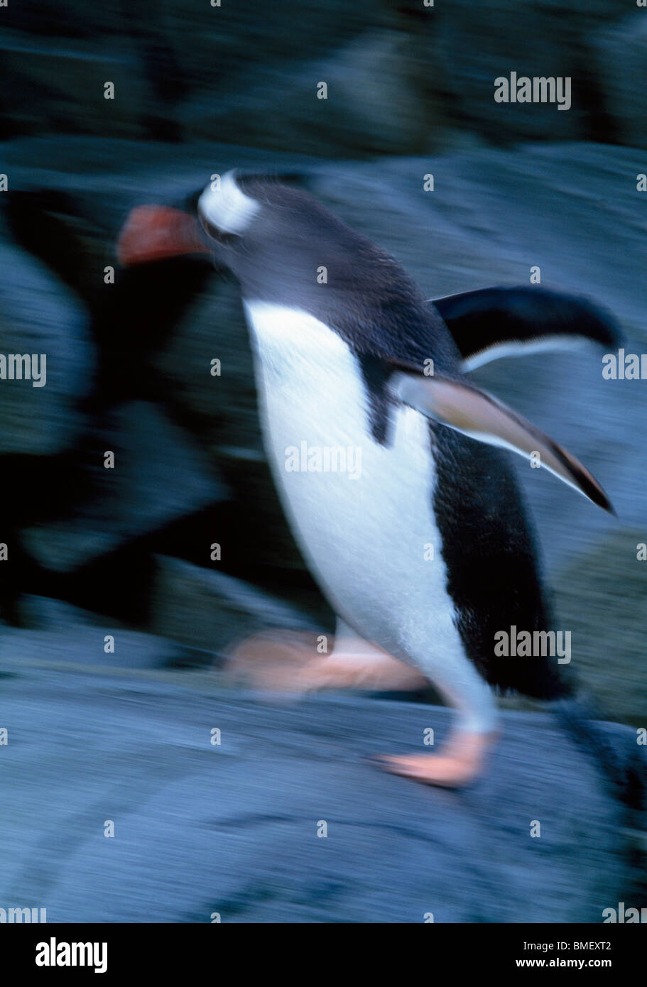 Gentoo penguin walking, slow shutter speed, Wiencke Island, Antarctica Stock Photo