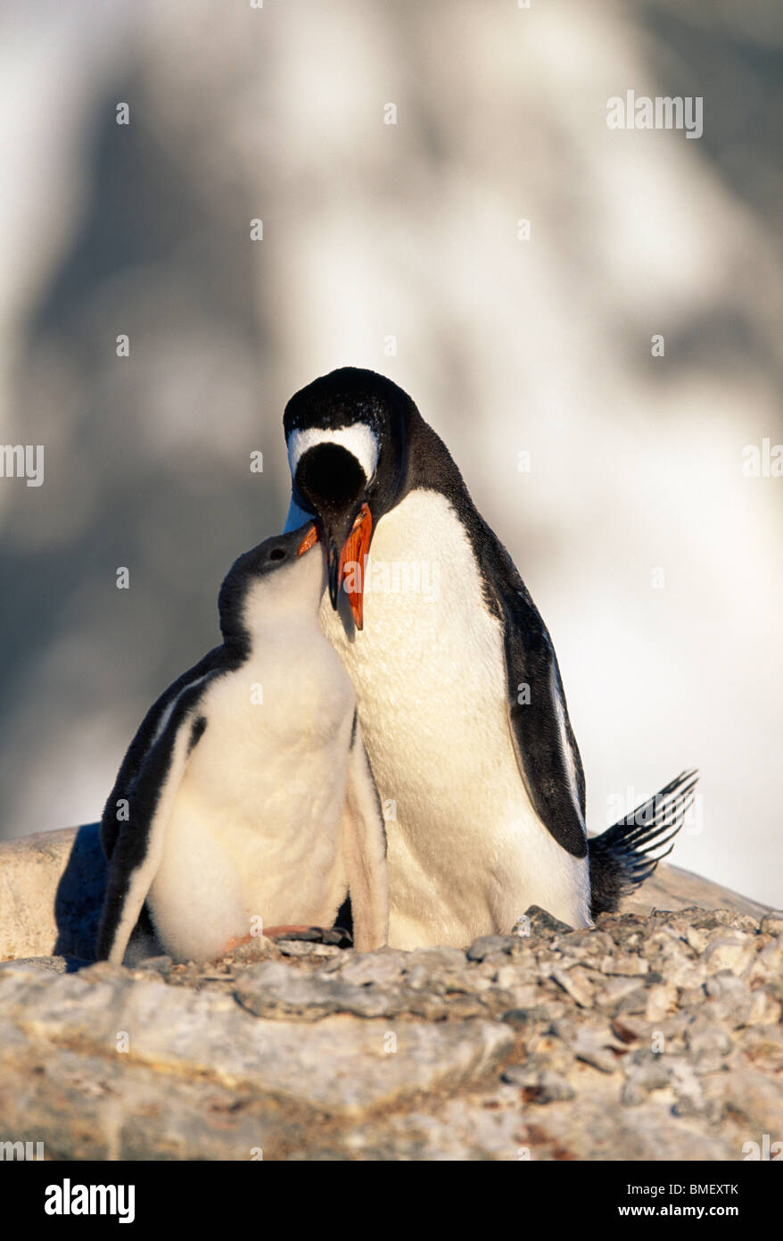 Gentoo penguin feeding chick, Peterman Island, Antarctica Stock Photo