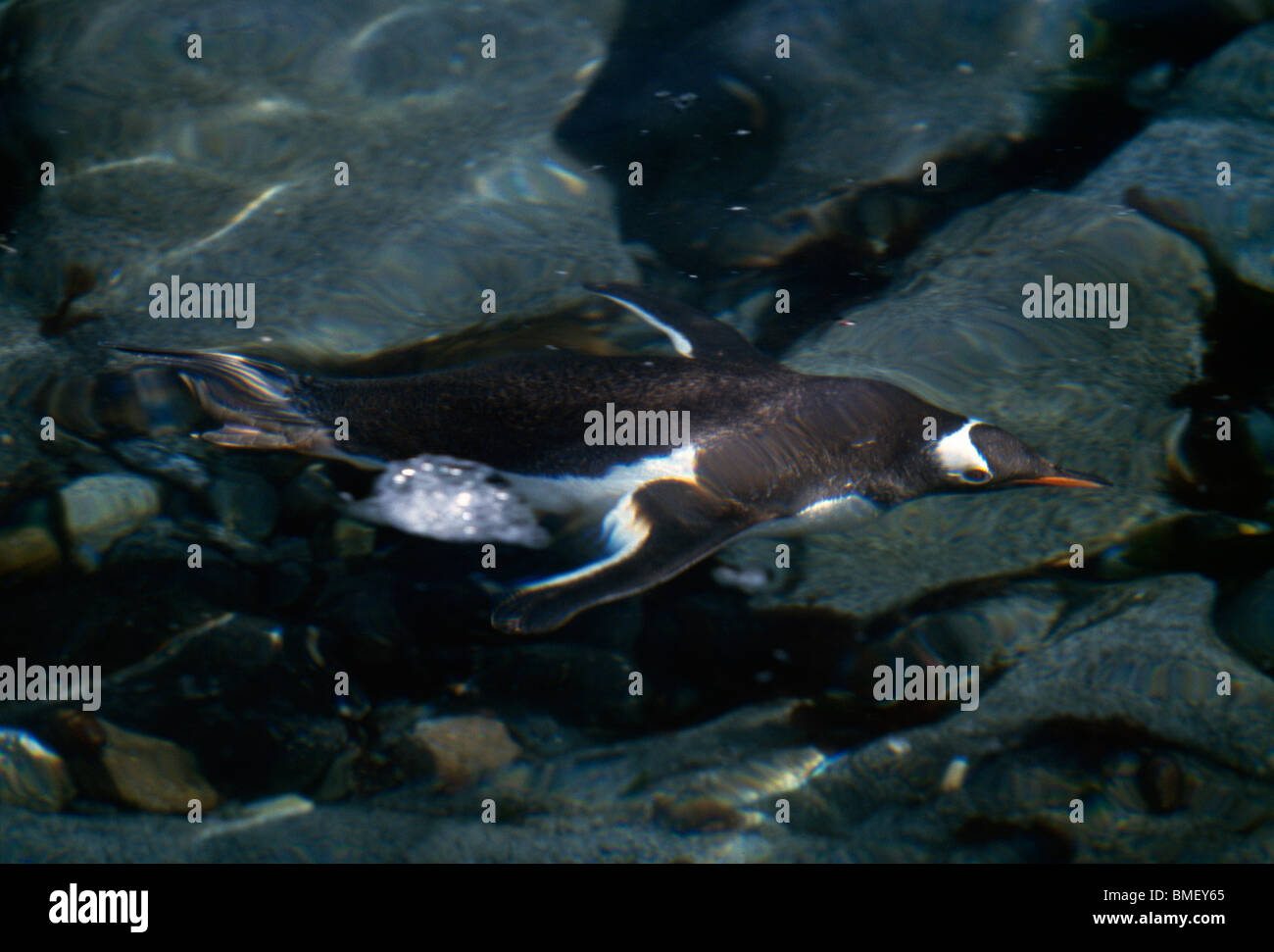 Gentoo penguin swimming underwater, Wiencke Island, Antarctica Stock Photo