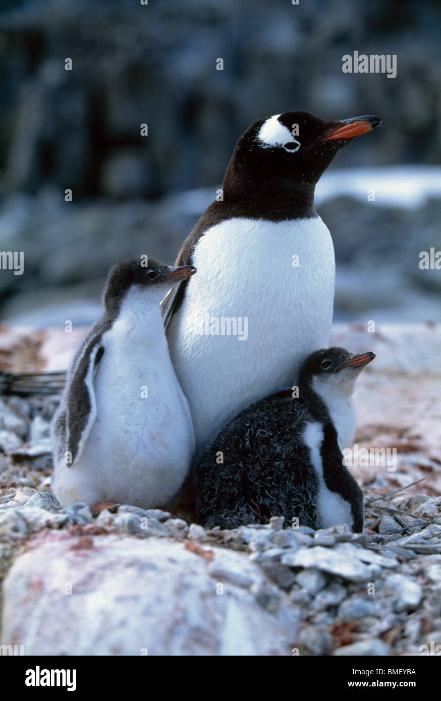 Gentoo penguin with chicks, Wiencke Island, Antarctica Stock Photo