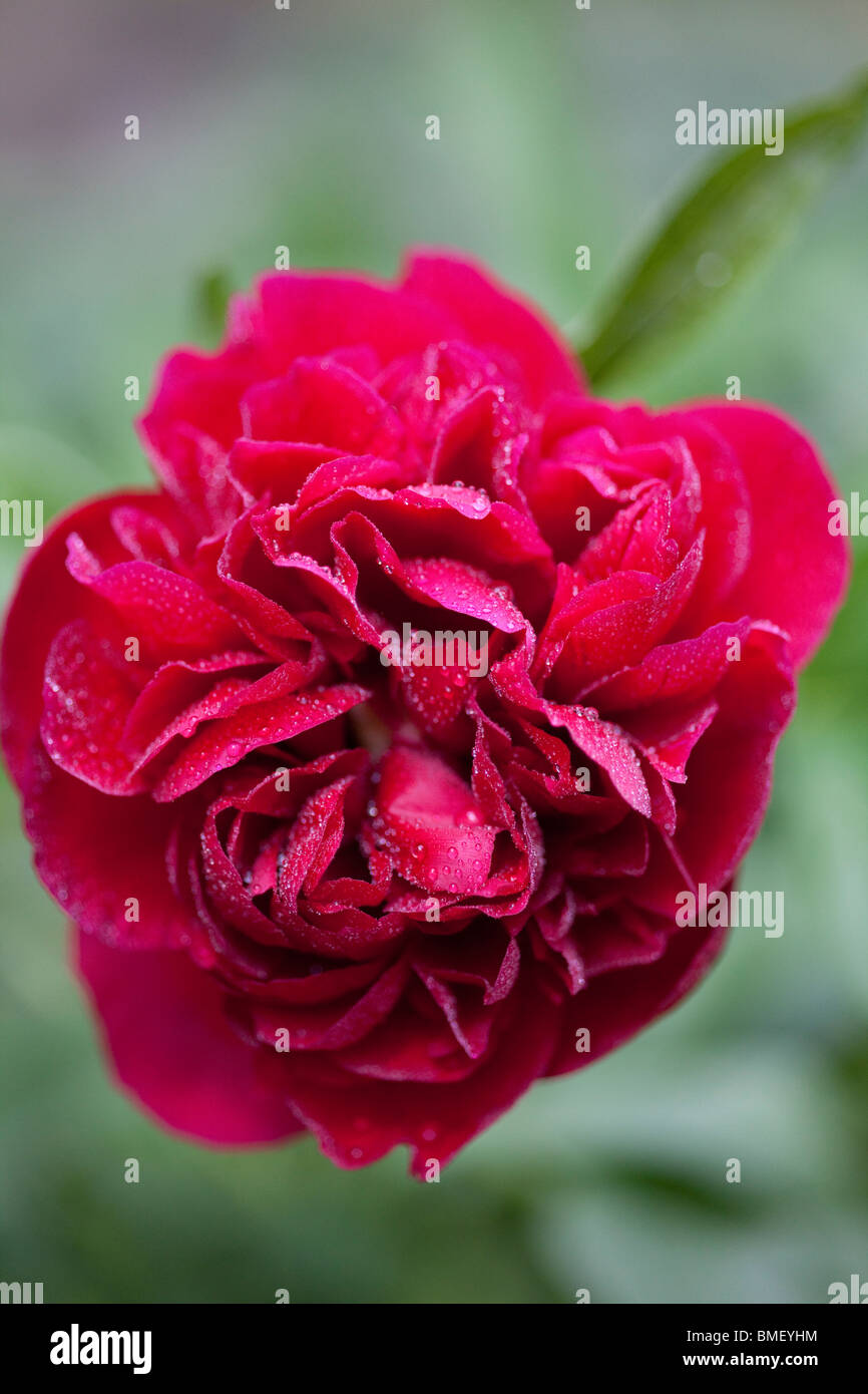 Common Red Peony (Paeonia officinalis) blooming in late spring in an