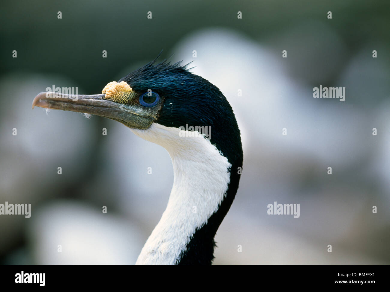 King Cormorant, New Island, Falklands Stock Photo Alamy