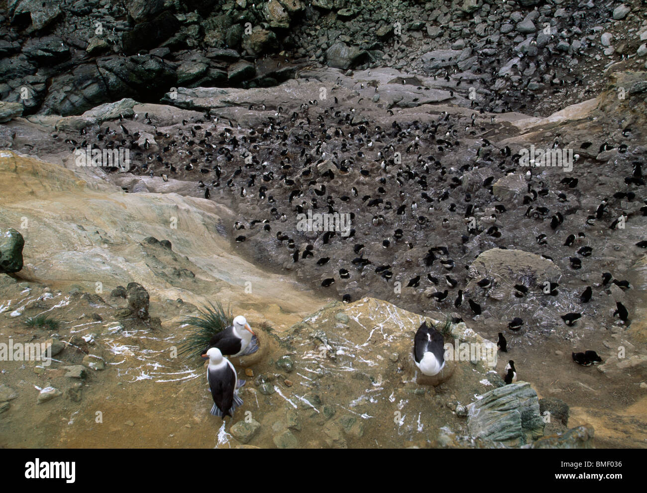 Black-browed albatrosses nesting above a colony of rockhopper penguins, New Island, Falklands Stock Photo